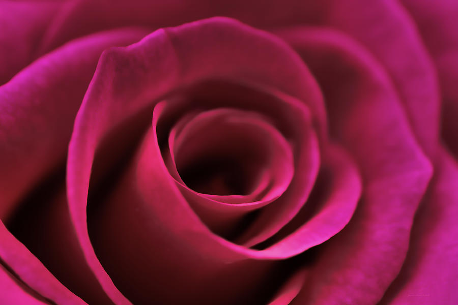 Deep Secrets Fuchsia Rose Flower Photograph by Jennie Marie Schell