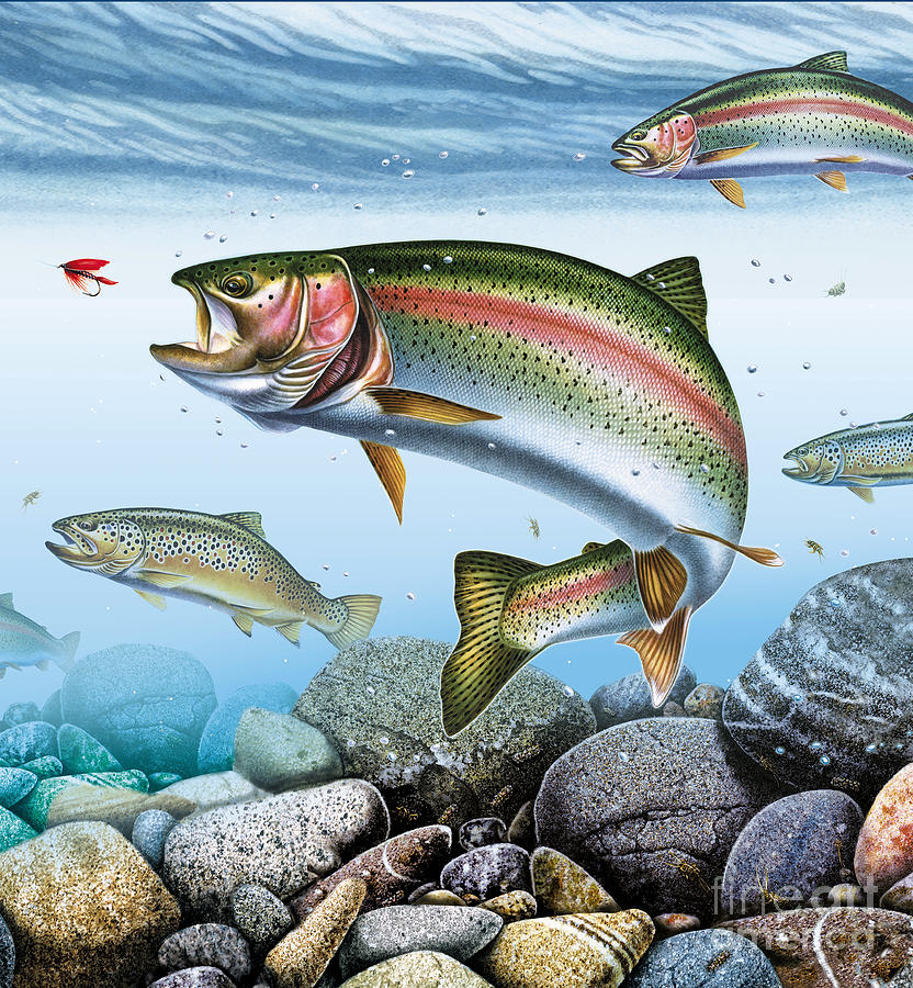 Deep Stream Rainbow Trout Painting by JQ Licensing