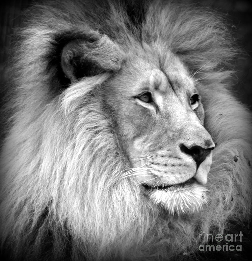 Black And White Lion Photograph - Deep Thought by C Ray Roth