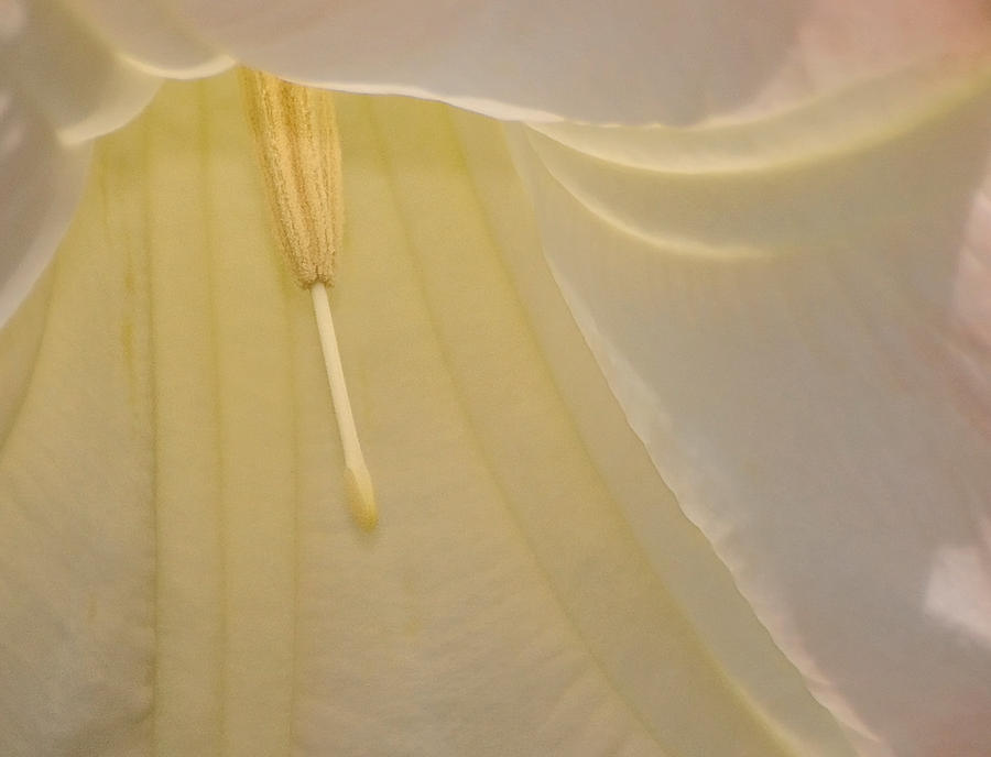 Deep Within An Angels Trumpet Photograph by Carol Eade