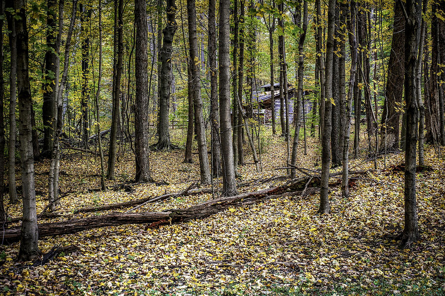Fall Photograph - Deep Woods Cabin by Tom Mc Nemar