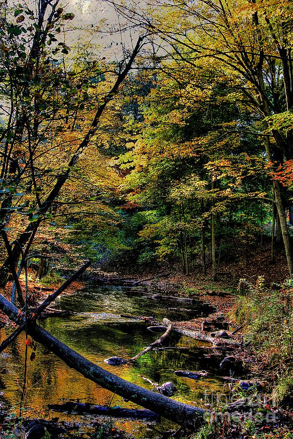 Deep Woods Fall Photograph by Robert Pearson