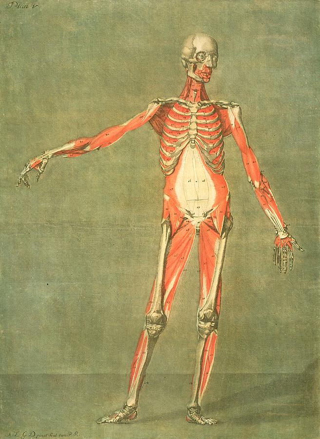 Skeleton Painting - Deeper Muscular System Of The Front by Arnauld Eloi Gautier DAgoty