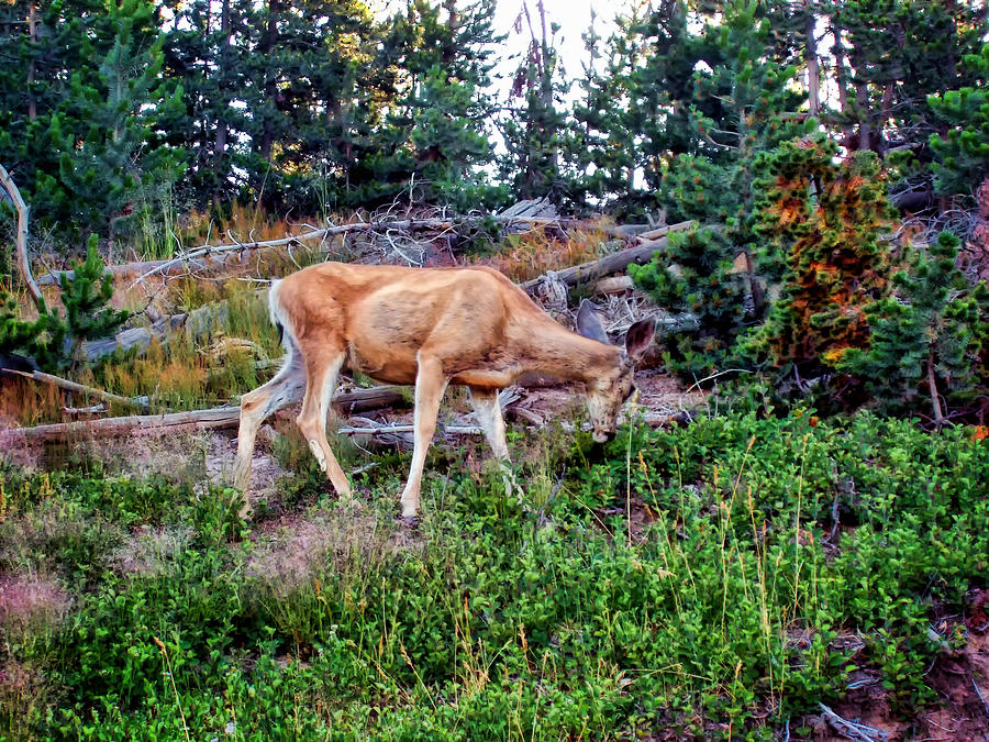 Deer 1 Photograph by Dawn Eshelman