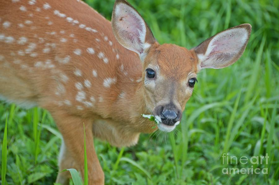 Deer 22 Photograph by Cassie Marie Photography