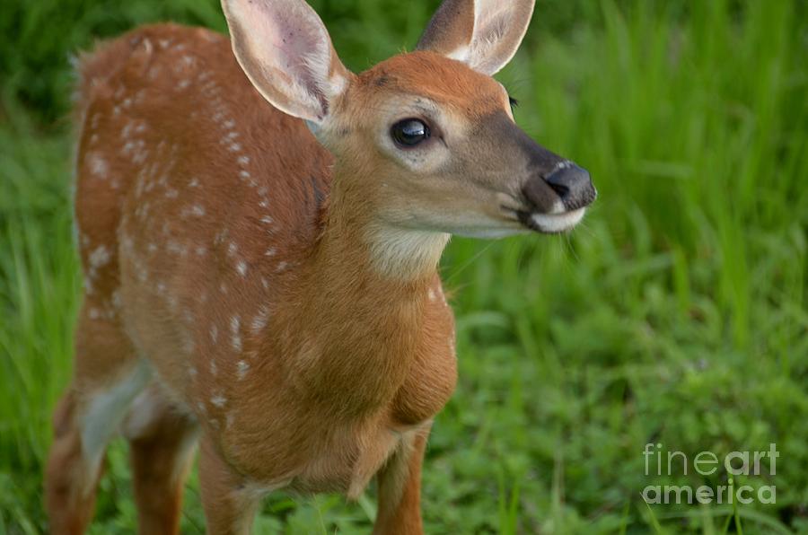 Deer 36 Photograph by Cassie Marie Photography