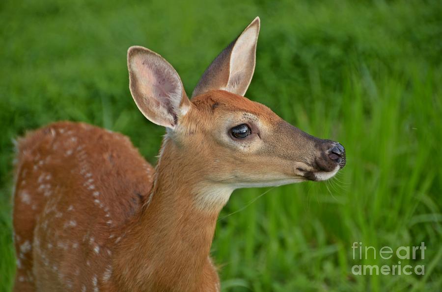 Deer 38 Photograph by Cassie Marie Photography