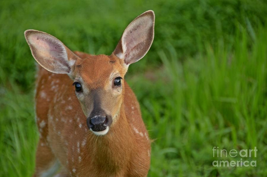 Deer 39 Photograph by Cassie Marie Photography