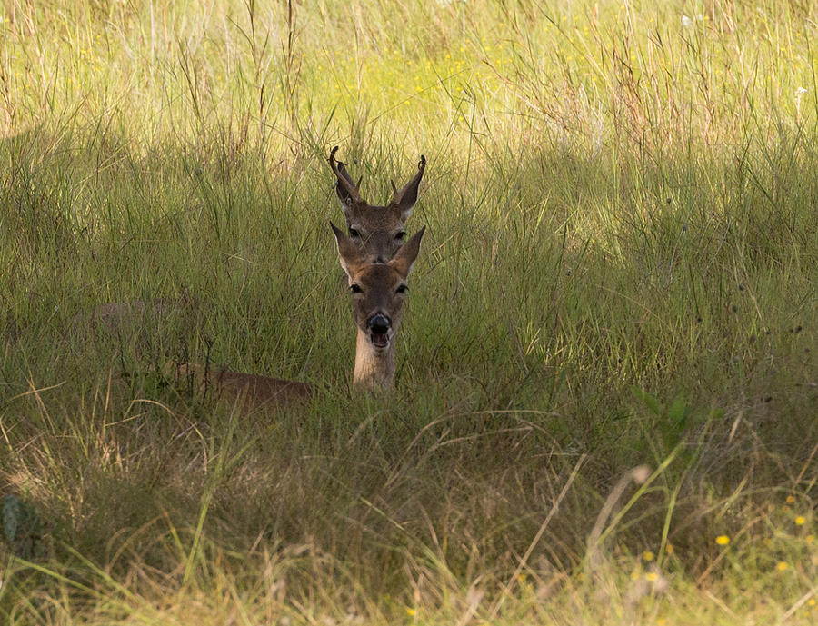 Deer - 4 Eyes / 2 Heads? Photograph by John Johnson