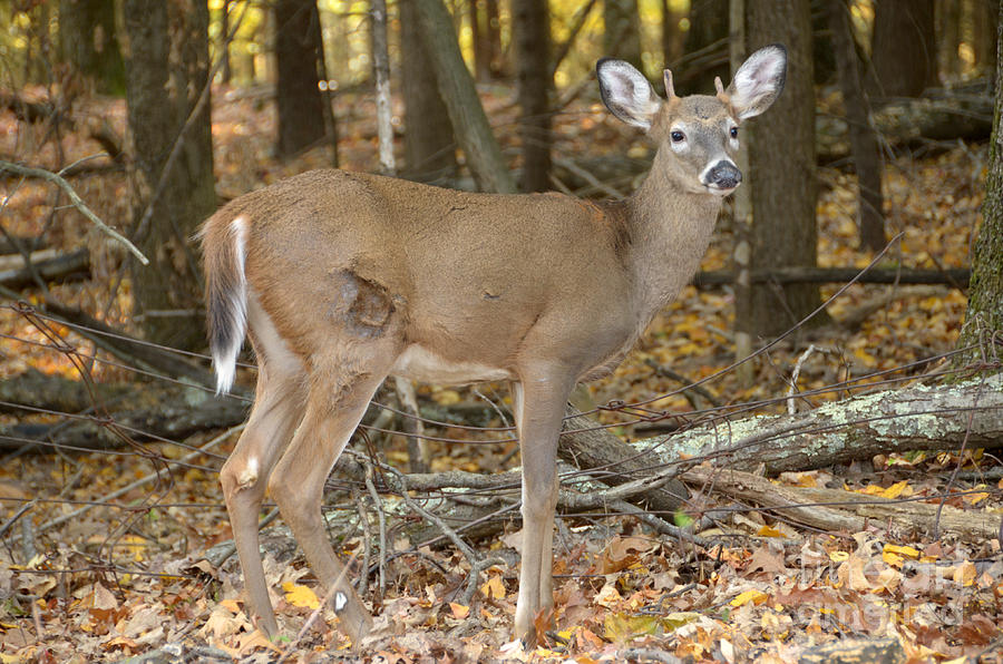 Deer 54 Photograph by Cassie Marie Photography