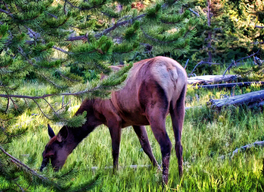 Deer 7 Photograph by Dawn Eshelman