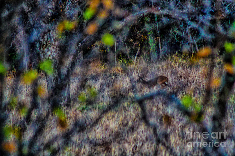 Deer a Doe a Female Deer Photograph by Toma Caul