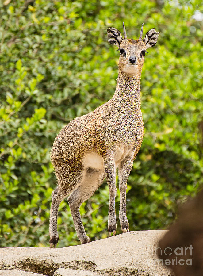 Deer Photograph - Deer A1754 by Stephen Parker