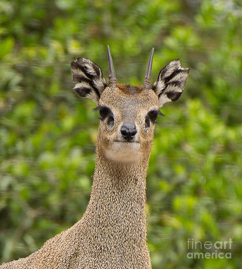 Deer Photograph - Deer A1755 by Stephen Parker