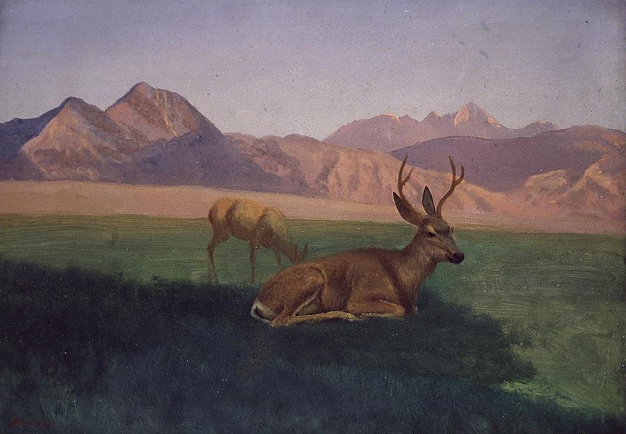 Deer Painting by Albert Bierstadt