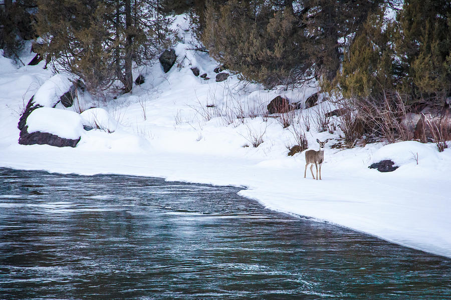 Deer Photograph - Deer along River by Daniel Wilde