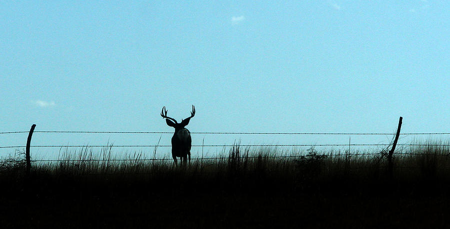 OHHHH Deer Photograph by Shirley Heier