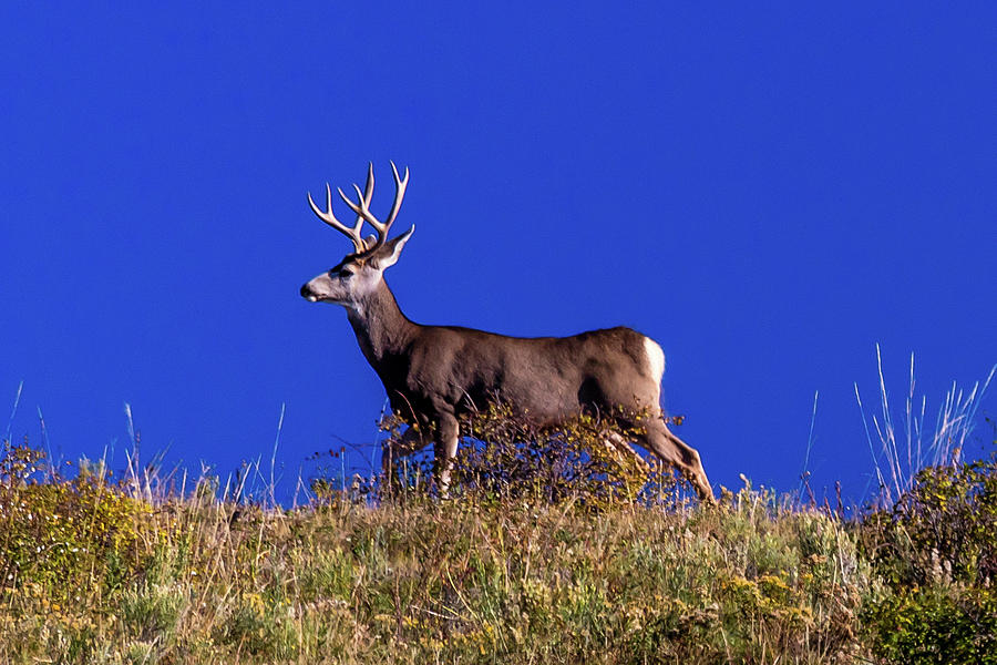 Deer And Blue Sky Outside Of Ridgway Photograph by Panoramic Images