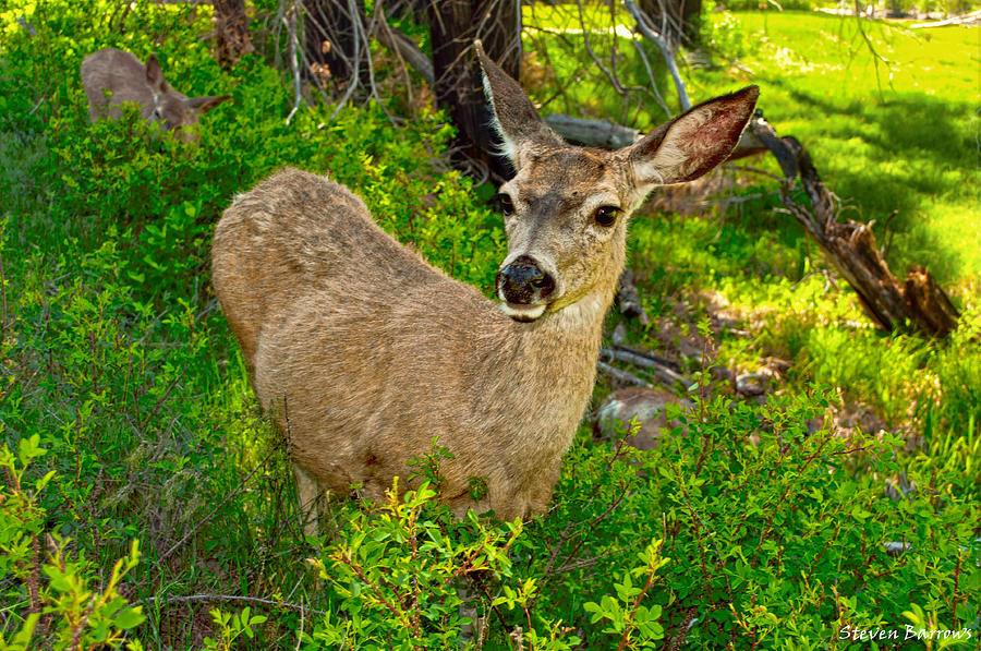 Yosemite National Park Photograph - Deer And Near by Steven Barrows