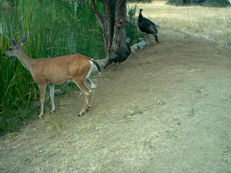 Deer and Turkey Drink Together Photograph by William McCoy | Fine Art ...