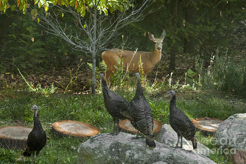 Deer And Wild Turkeys Photograph by Ron & Nancy Sanford
