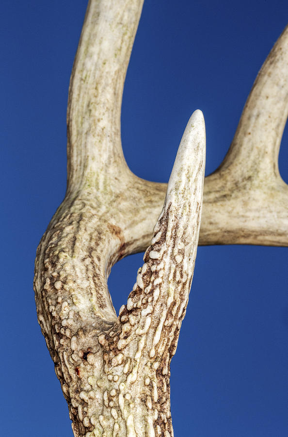 Deer Antler Detail Photograph by Steven Schwartzman
