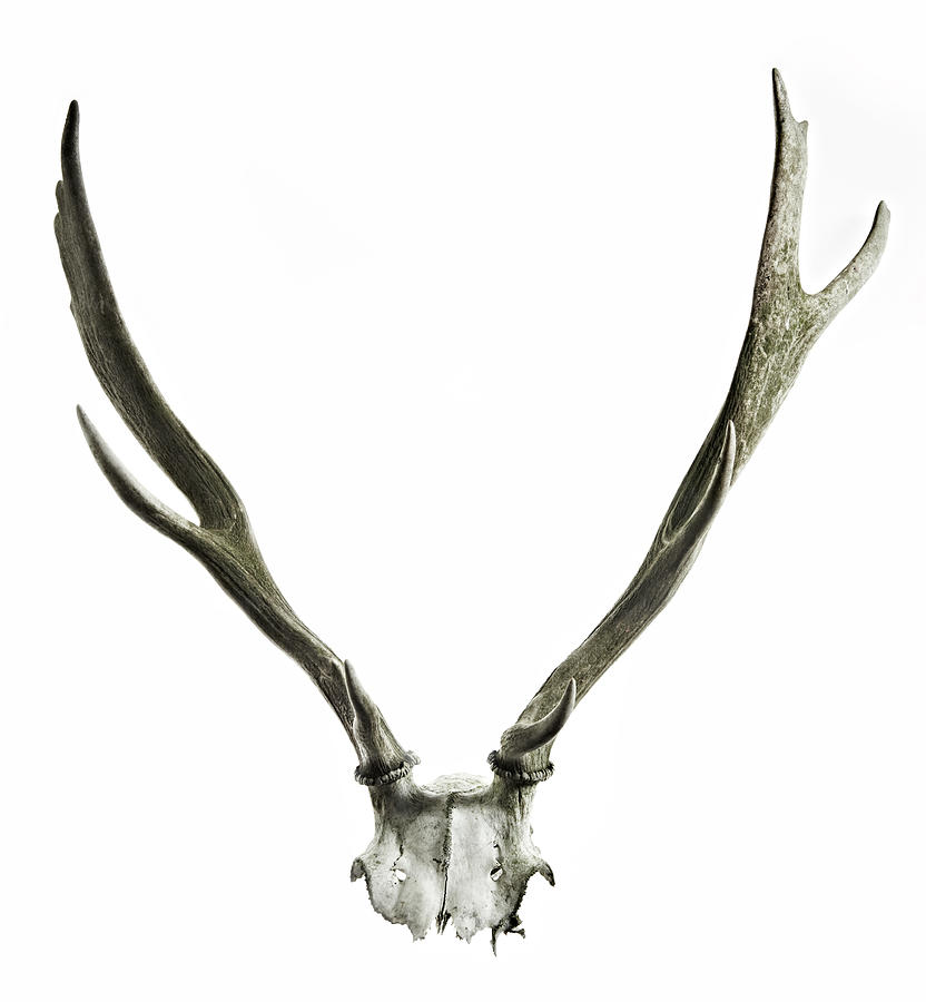 Deer Antlers Photograph by Adrian Green