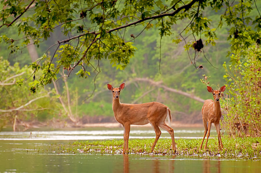 Deer at Courtois Creek Photograph by Robert Charity
