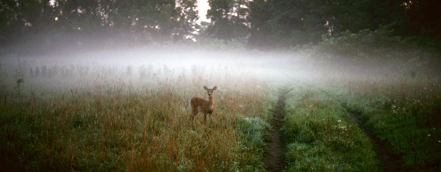 Deer at Dawn Photograph by Thomas Firak