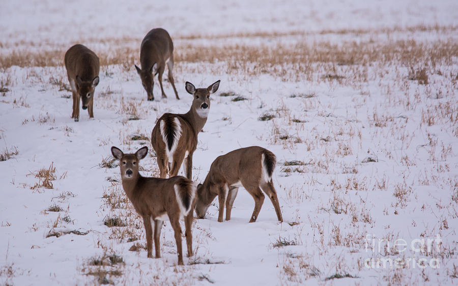 Deer at Dusk Photograph by Cheryl Baxter