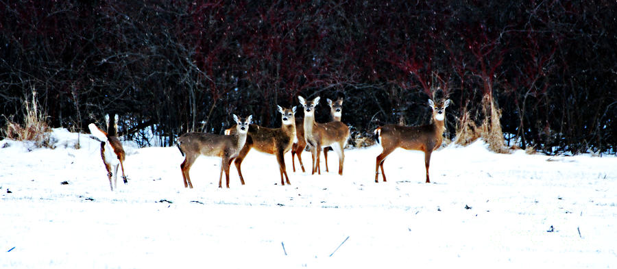 Winter Photograph - Deer at Dusk by Lila Fisher-Wenzel