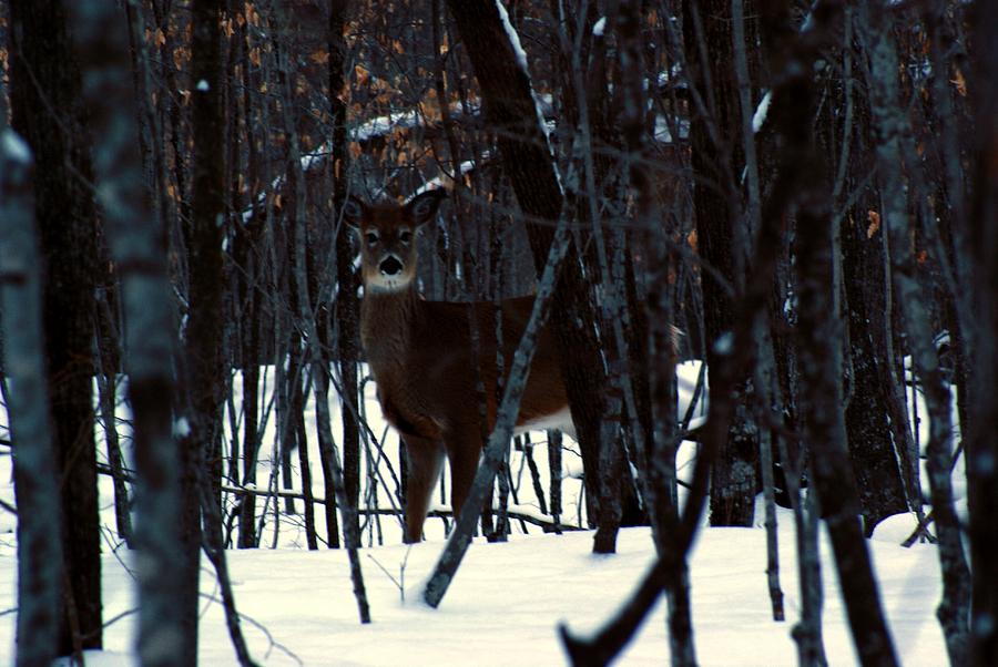 Deer At Dusk Photograph by Steven Clipperton