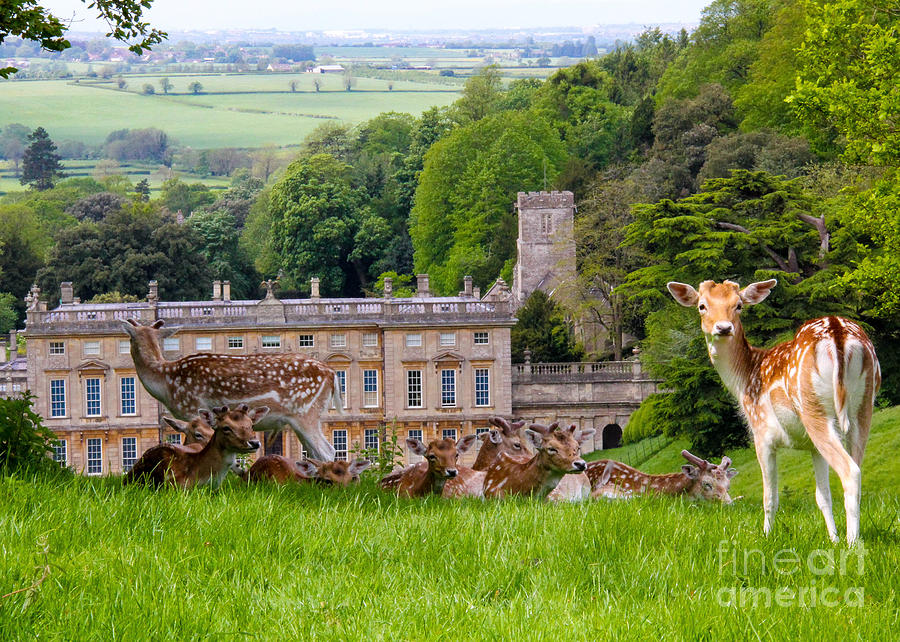 Deer at Dyrham Park Photograph by SnapHound Photography