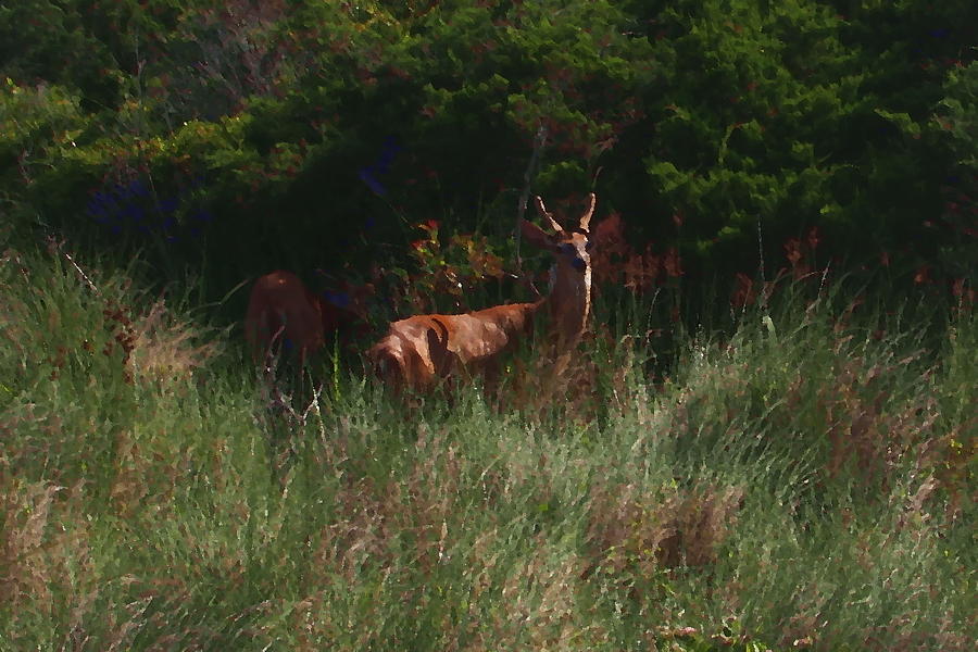 Deer Photograph - Deer at Frisco by Cathy Lindsey