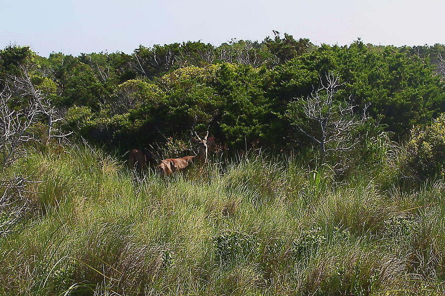 Deer Photograph - Deer At Frisco Maritime Forest by Cathy Lindsey