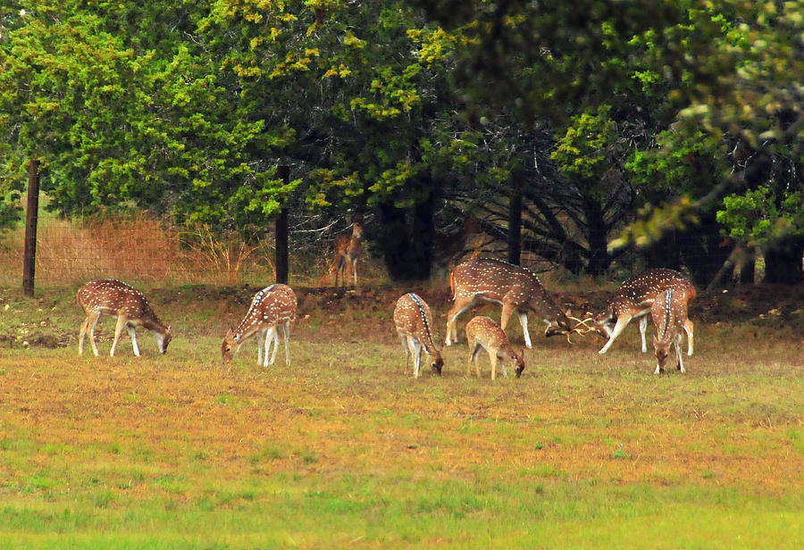 Deer at Play Photograph by Lynn Bauer