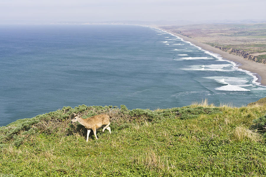 Deer At Point Reyes National Seashore Photograph by Priya Ghose