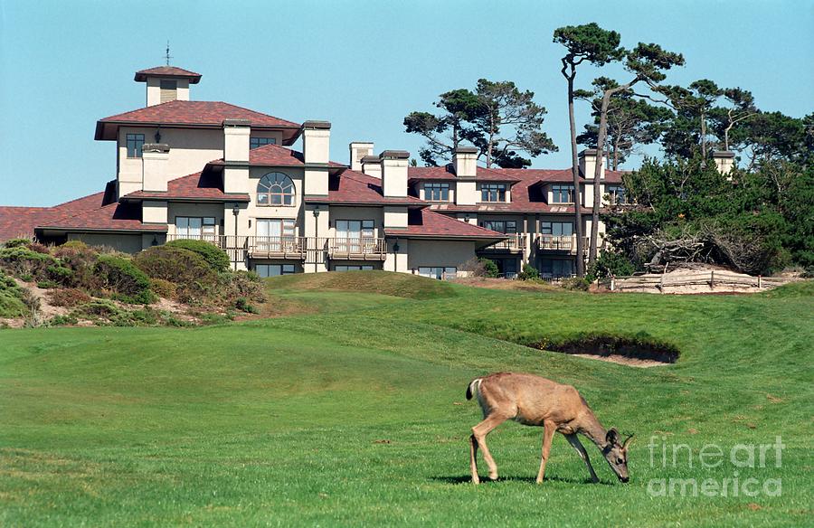 Deer at Spanish Bay Photograph by James B Toy