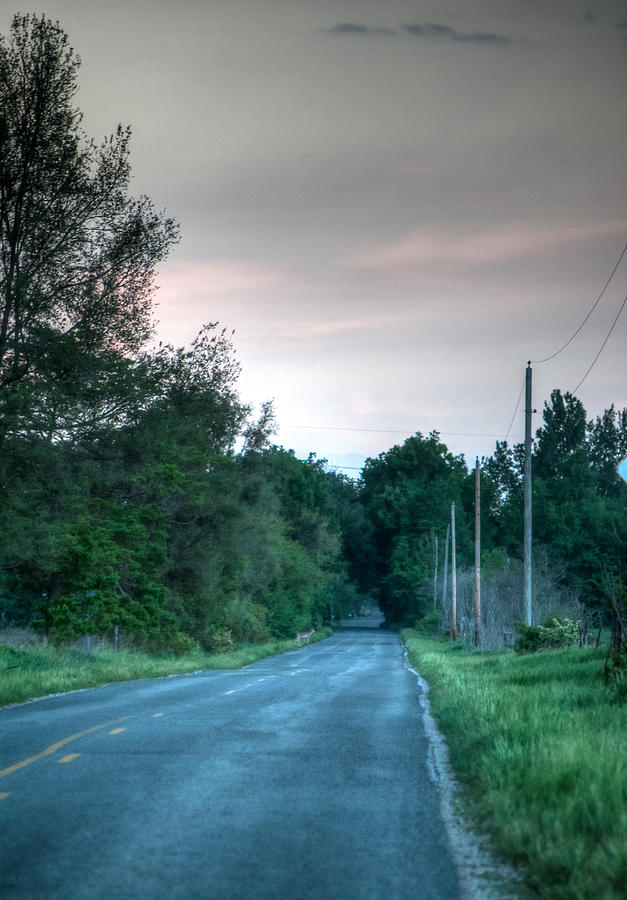 Deer at Sunset Photograph by Nicole Kramer - Fine Art America