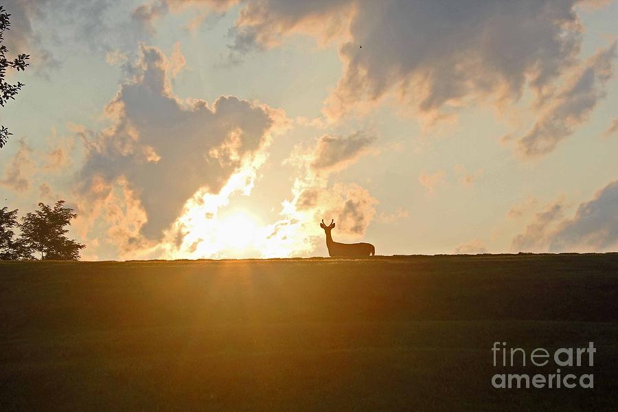 Deer Photograph - Deer at Sunset by Stephanie Hanson