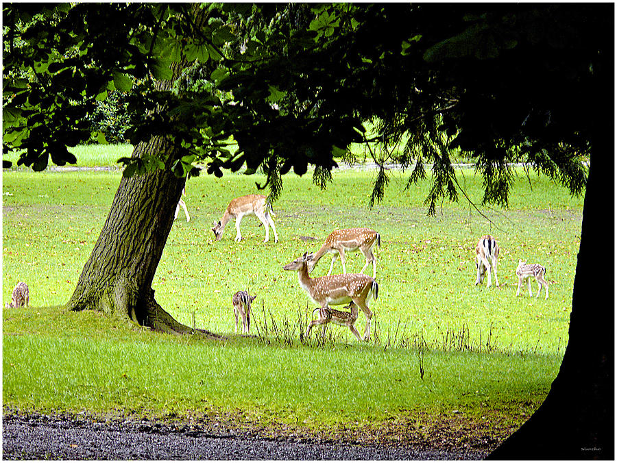 Deer at the Park Photograph by Barbara Zahno