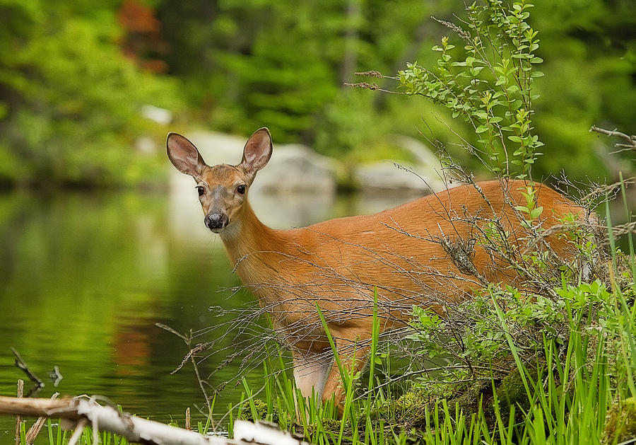 Doe at Waters Edge Photograph by John Vose