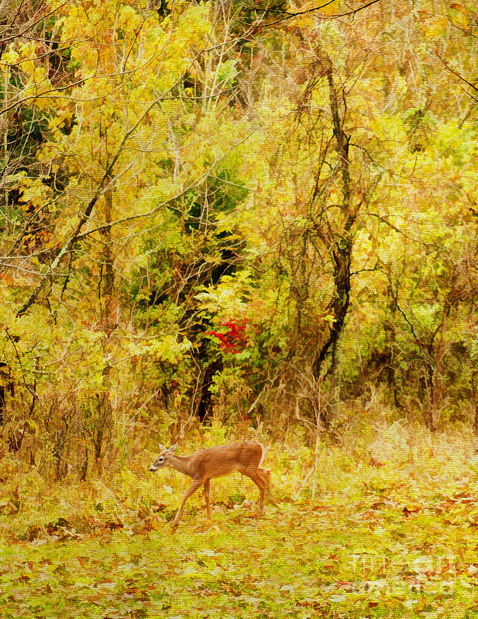 Deer Autumn Photograph by Darren Fisher