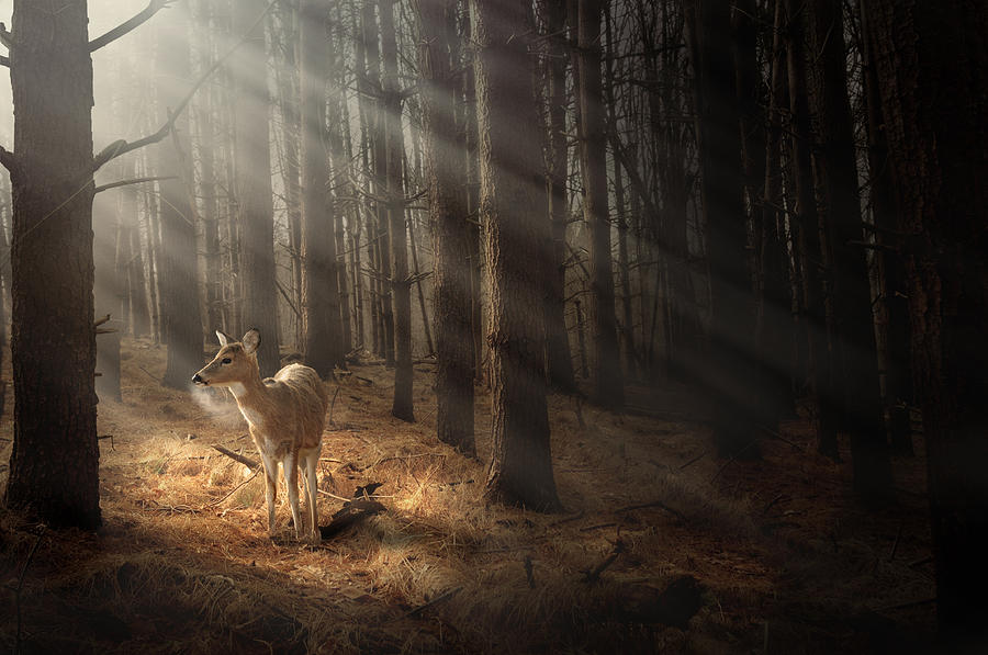 Deer bathing in sunlight Photograph by Photographer3431