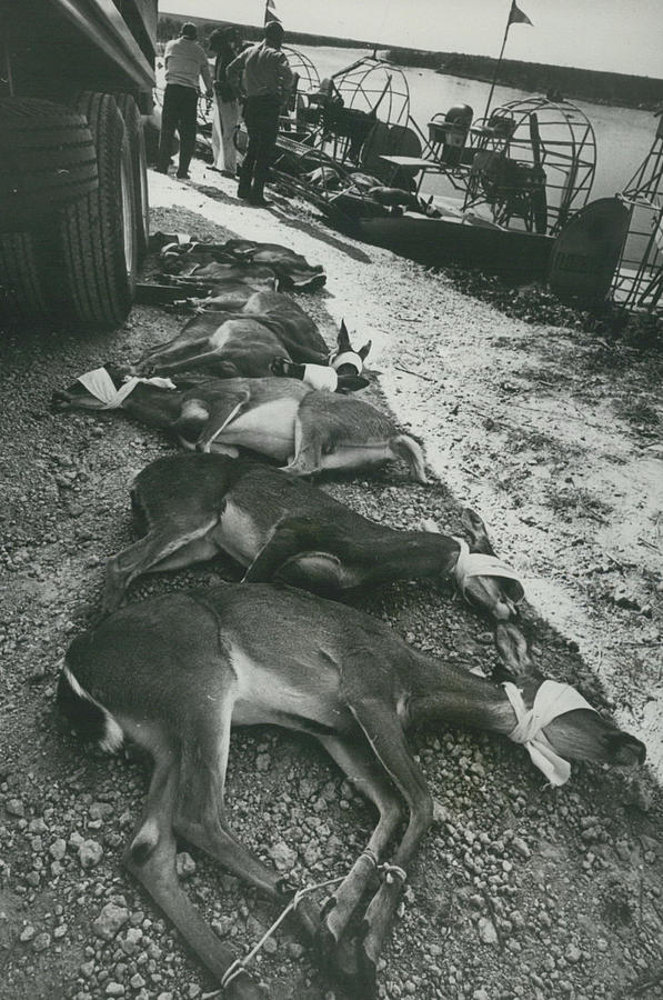 Deer Blindfolded In Big Roundup. Photograph by Retro Images Archive