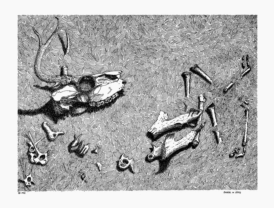 Deer Bones Drawing by Daniel Reed