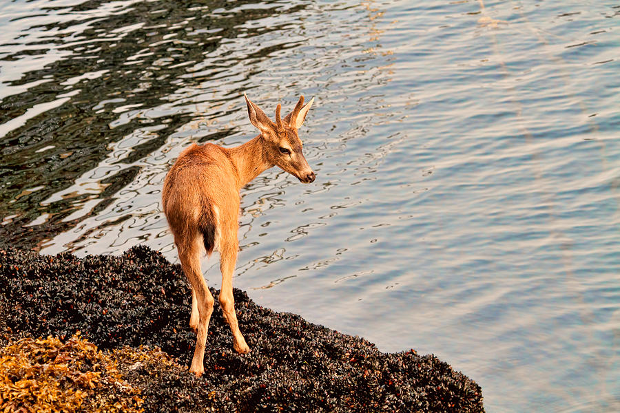 Deer Buck by Ocean at Low Tide Photograph by Peggy Collins