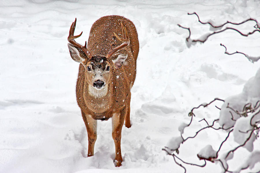 Deer Buck in Snow Photograph by Peggy Collins