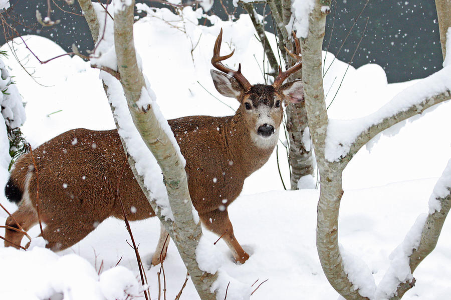 Deer Buck in Winter Photograph by Peggy Collins