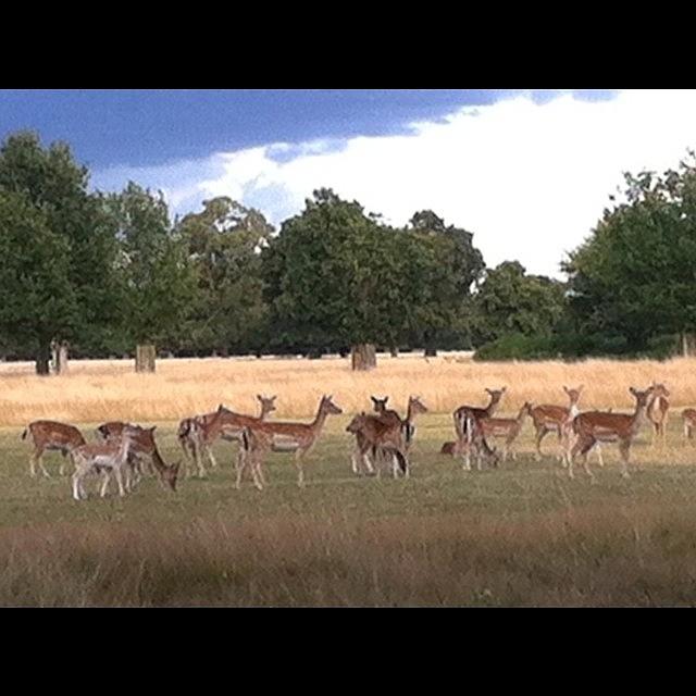 Deer Photograph - #deer #bushy Park #iphoneography by Ariadne Blue